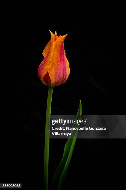 tulip - gartentulpe stock-fotos und bilder