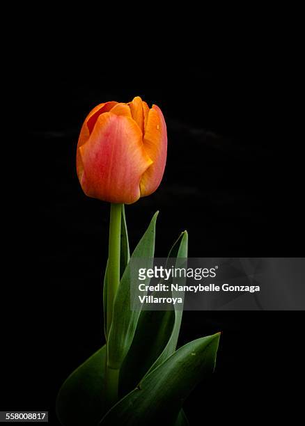 single tulip - gartentulpe stock-fotos und bilder