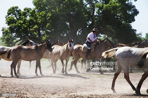 Gauchos herding horses, Estancia Santa Susana, Los Cardales, Provincia de Buenos Aires, Argentina