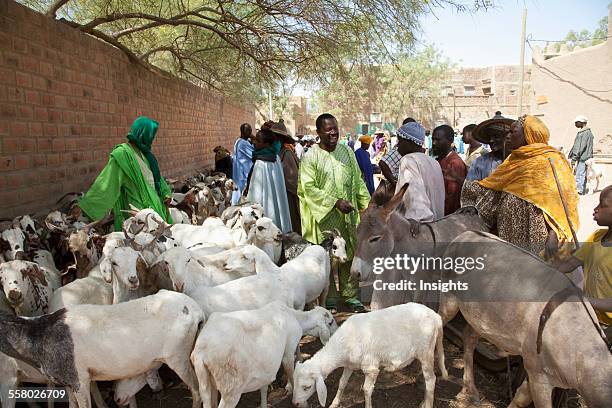 Livestock for sale at Monday Market in Djenne, Mali