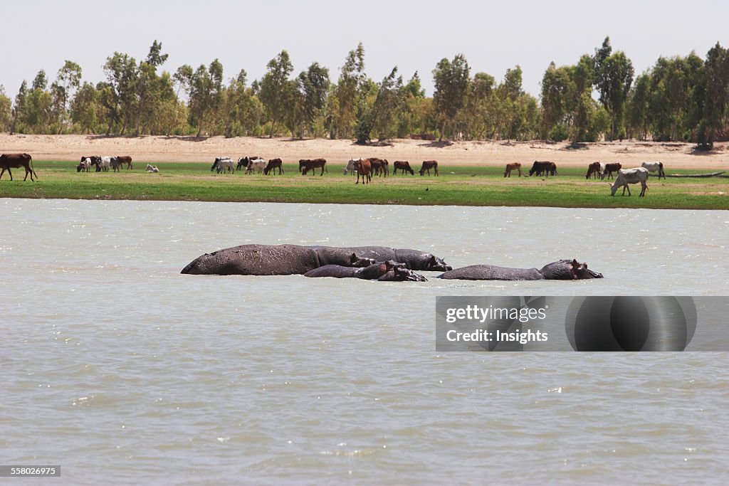 Hippopotamuses (Hippopotamus Amphibius) In The Niger River Between Sebi And Niafunke, Mali