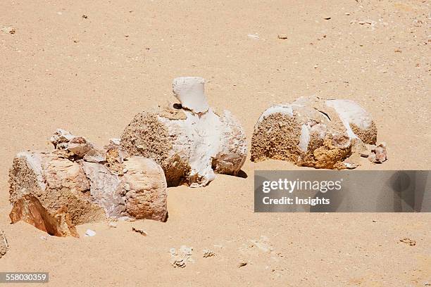 Lumbar And Tail Vertebrae Of A Basilosaurus Whale In Wadi Al-Hitan , El Fayoum, Egypt