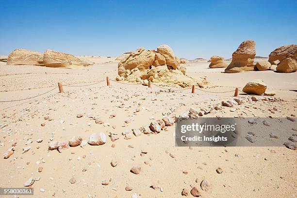 Vertebrae Of A Basilosaurus Isis Whale, Wadi El Rayan, El Fayoum, Egypt