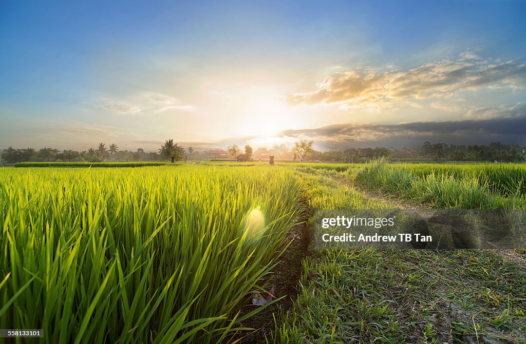 Sunset over rice fields of Bali