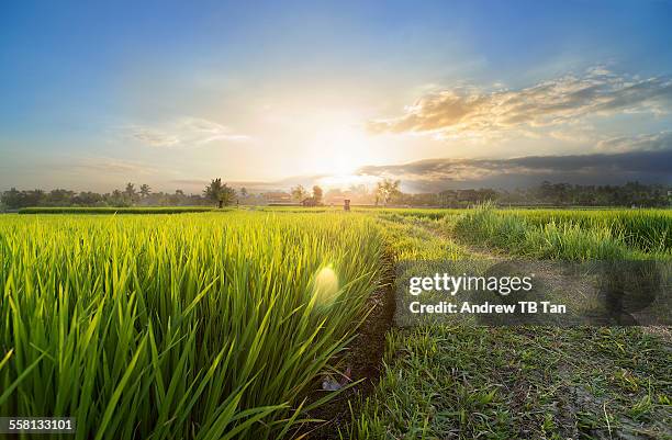 sunset over rice fields of bali - rice paddy stock pictures, royalty-free photos & images