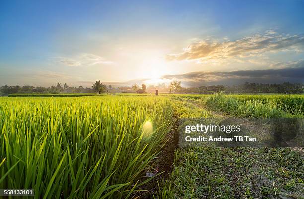 sunset over rice fields of bali - paddy field - fotografias e filmes do acervo