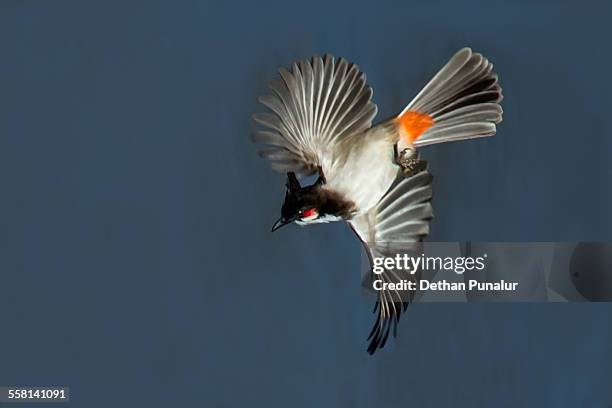 red-whiskered bulbul (pycnonotus jocosus) - bulbuls stock pictures, royalty-free photos & images