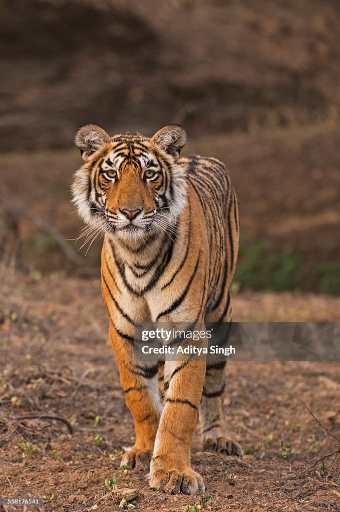 Tiger portrait