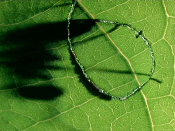 Distorted Ant 321 Distorted Shadow Stock Videos, Footage, & 4K Video Clips - Getty Images