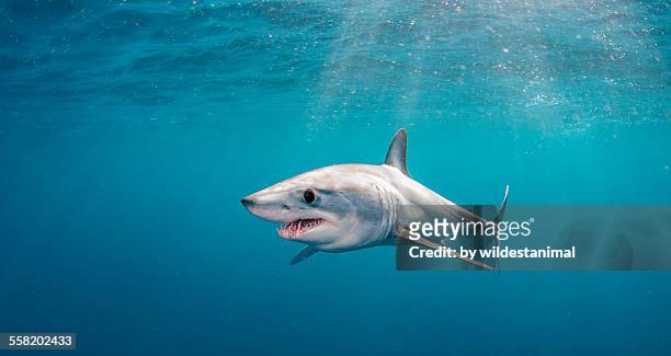 short fin mako - mako stock pictures, royalty-free photos & images