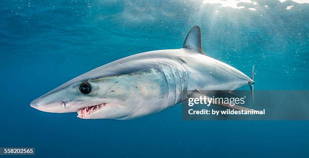 mako in the sunlight - mako stock pictures, royalty-free photos & images