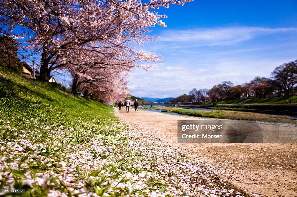 Petals of cherry blossom on the weeds