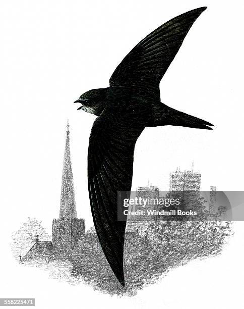 An illustration of a Swift flying.