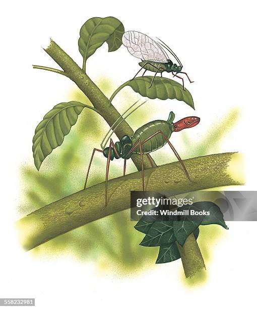 Sap Drinking Insect Sap Sucking Insects Photos and Premium High Res Pictures - Getty Images