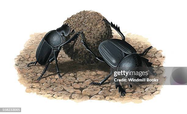 Dung beetles rolling dung into round balls, which they then will feed on.