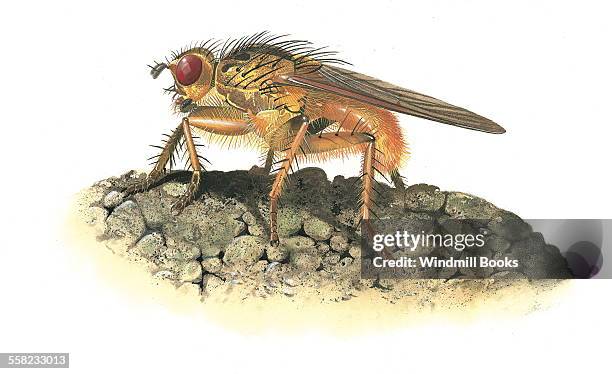 Dung fly feeding on some dung.