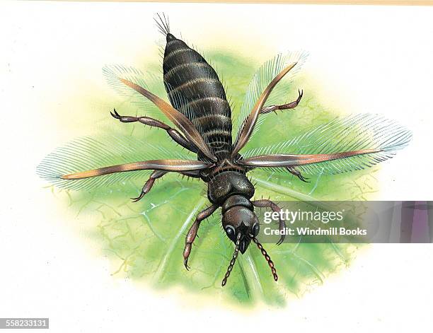 Insect Wing Reffrence 284 Fringed Wings Stock Photos, High-Res Pictures, and Images - Getty ...
