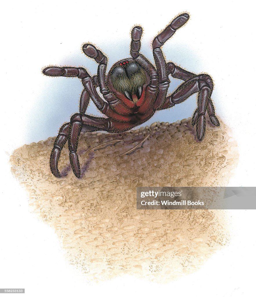 Trapdoor spider