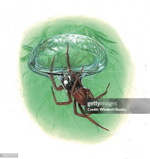 The water spider breathing air from a bubble held by hairs on its abdomen and legs.