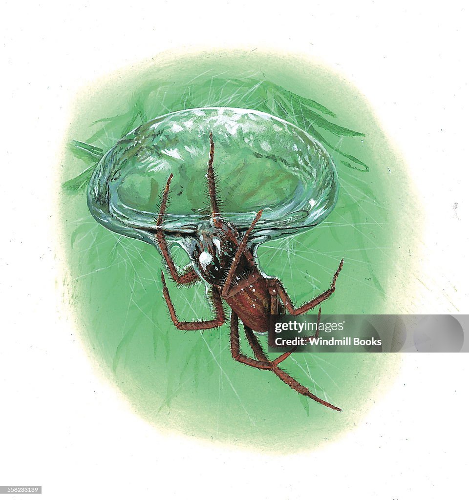 Water Spider