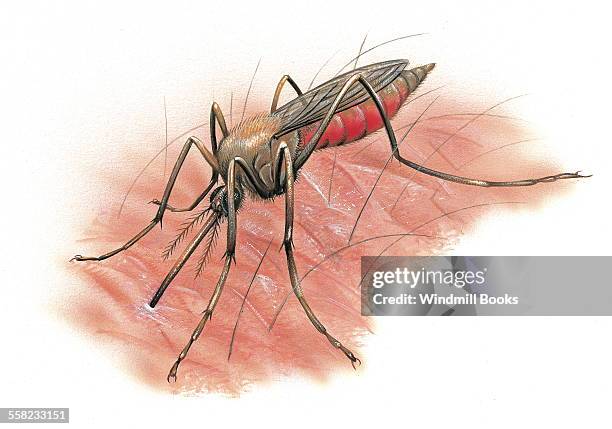 The Yellow fever mosquito feeding on blood.