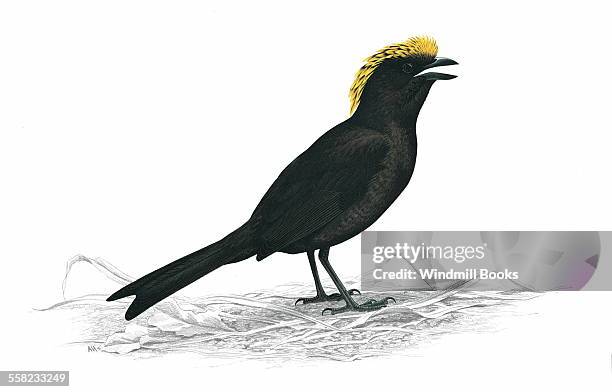 An illustration of a Golden-fronted Bowerbird.