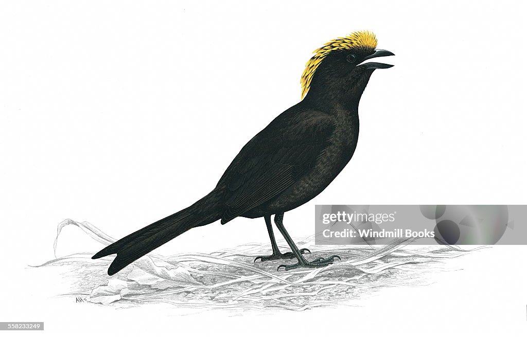 Golden-fronted Bowerbird