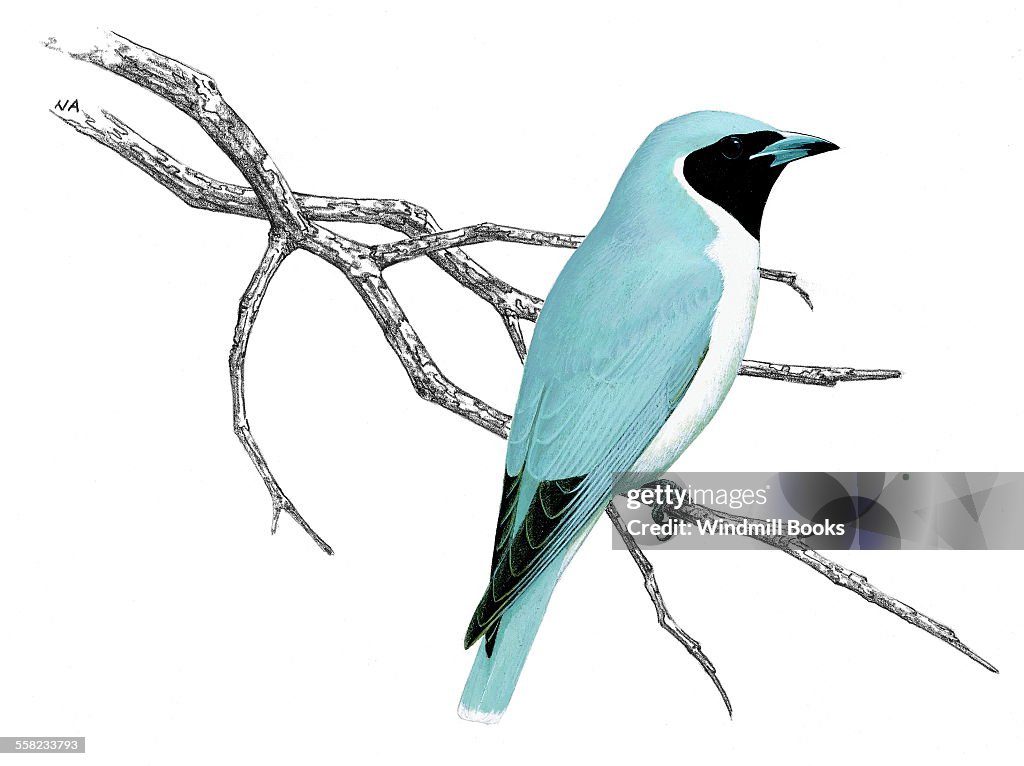 Masked Woodswallow