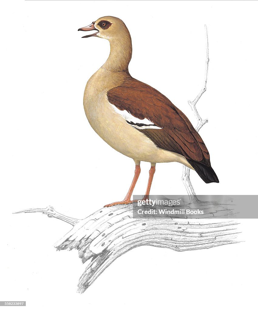 Egyptian Goose