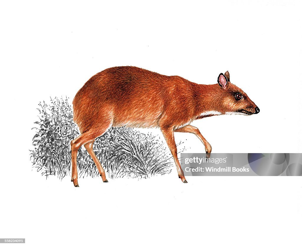 Greater mouse deer