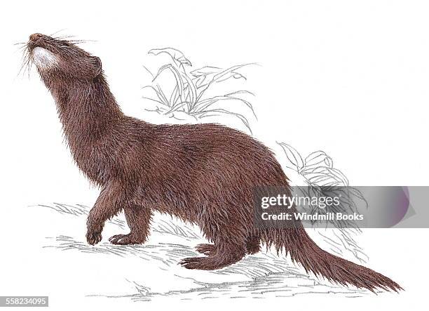 An illustration of an American mink with its nose up in the air.