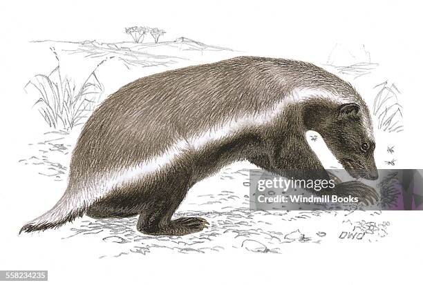 An illustration of a Ratel-honey badger digging.