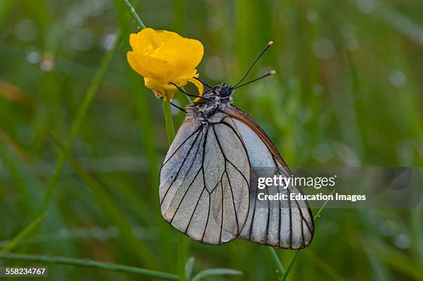 Black-veined White, Aporia crataegi, with dew, Early morning in Mols, Denmark