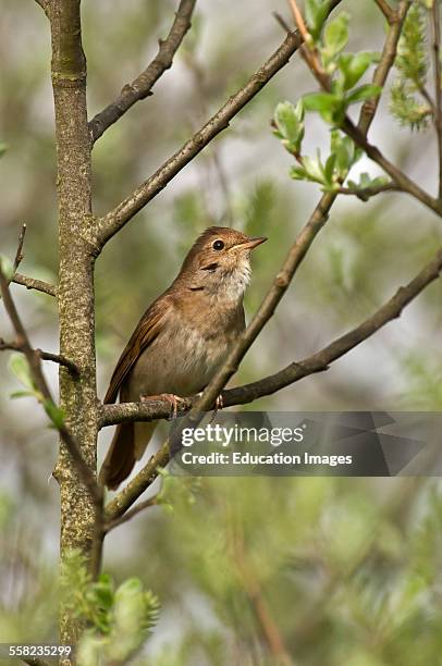 Thrush Nightingale, Luscinia luscinia, Denmark