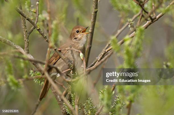 Thrush Nightingale, Luscinia luscinia, Denmark