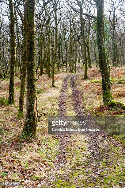 Narrow track climbs steeply through winter woodland, Exmoor national park, Devon, England