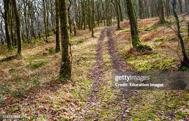 Narrow track climbs steeply through winter woodland, Exmoor national park, Devon, England