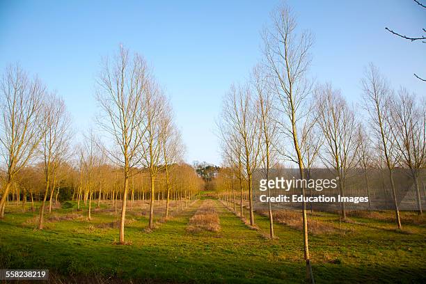 Plantation of Salix alba, cricket bat or white willow, trees in winter at Bromeswell, Suffolk, England