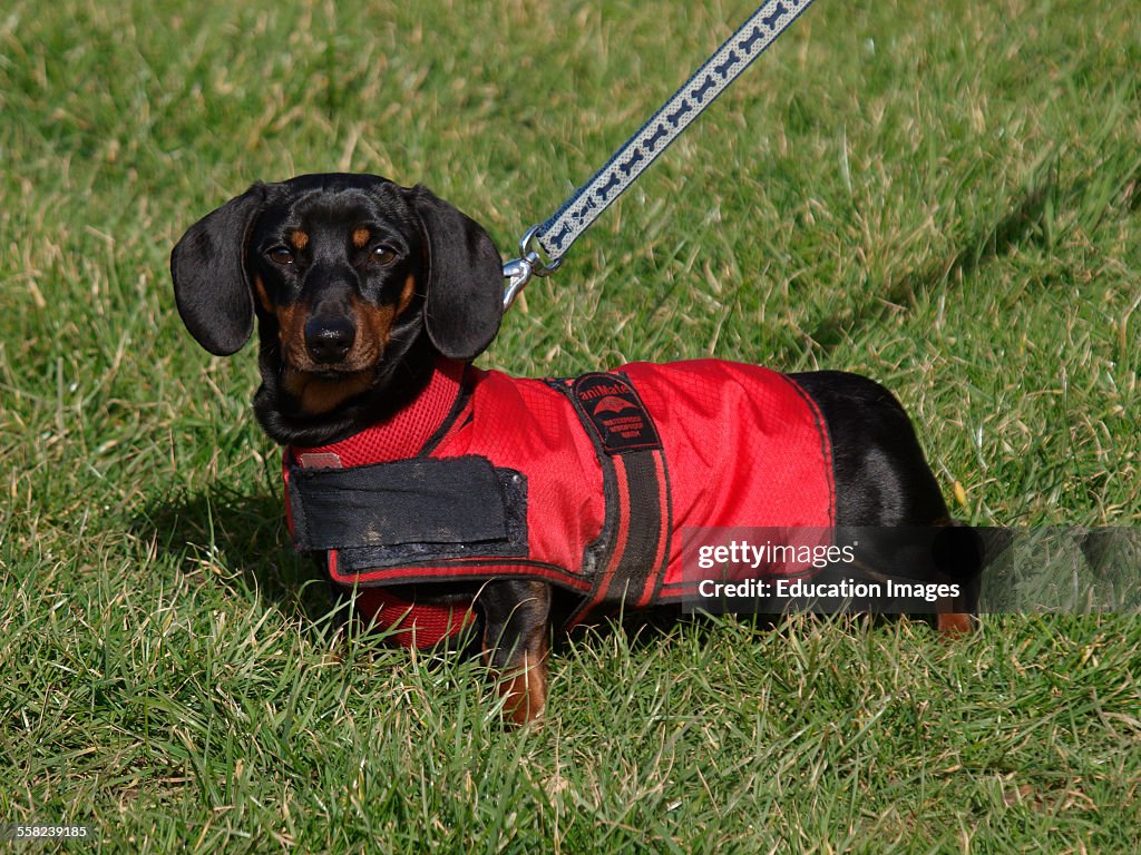 Dachshund dog in a red coat