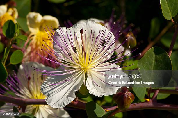 Caper tree flower, Capparis spinosa, Samos Greece