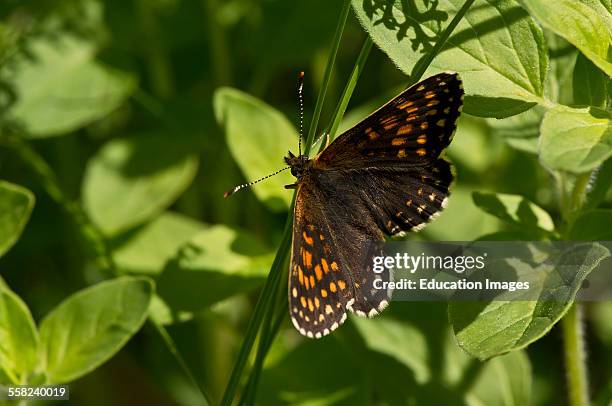 False Heath Fritillary, Melitaea diamina, Gillsatra, Oland Sweden