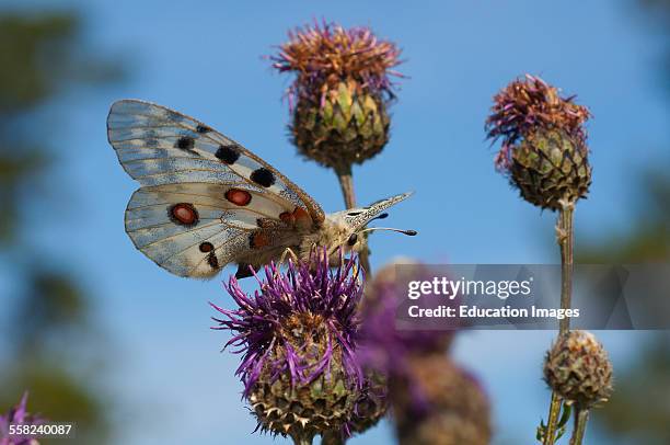 Apollo, Parnassius apollo, Gotland Sweden
