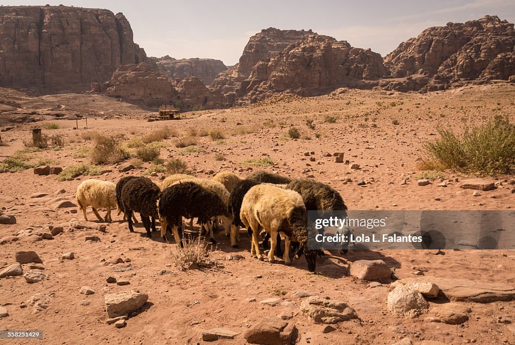 Herd of sheep in Petra