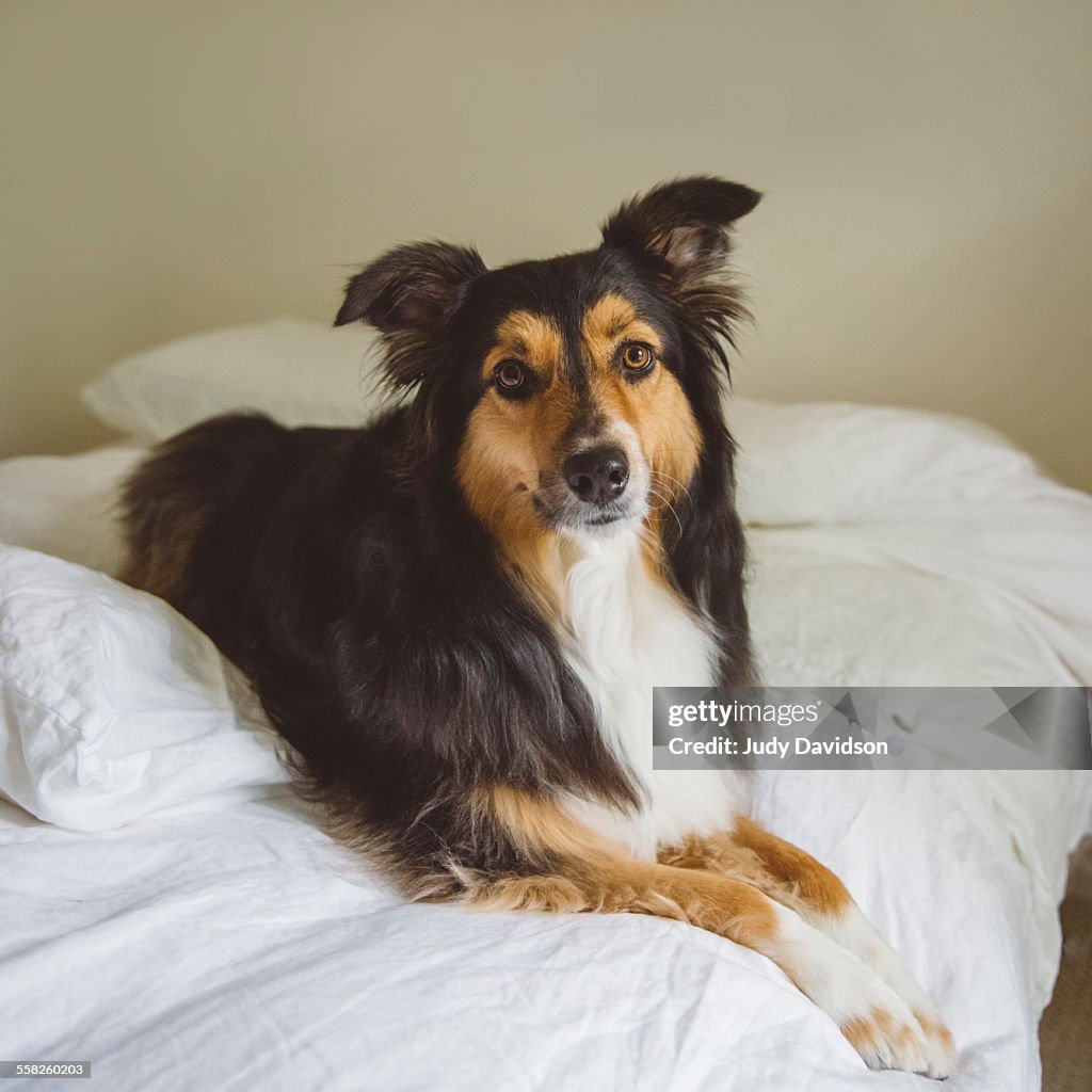 Australian Shepherd Dog on Bed