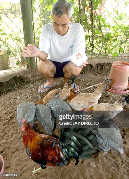 Man feeds his pet birds, including a native fighting cock and pheasants, at a poultry in his backyard near the resort city of Tagaytay, south of the...