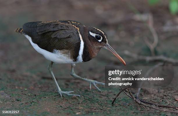 greater painted snipe - greater painted snipe stock pictures, royalty-free photos & images