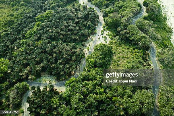 aerial view of green vegetation with winding paths - amami stock-fotos und bilder