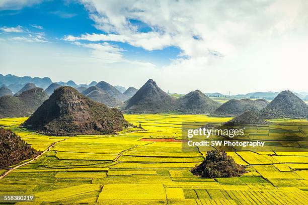 rapeseed flower fields in china - アブラナ ストックフォトと画像