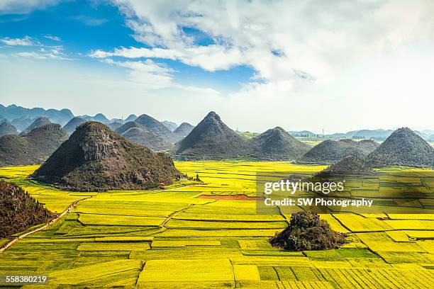 rapeseed flower fields in china - yunnan province stock pictures, royalty-free photos & images