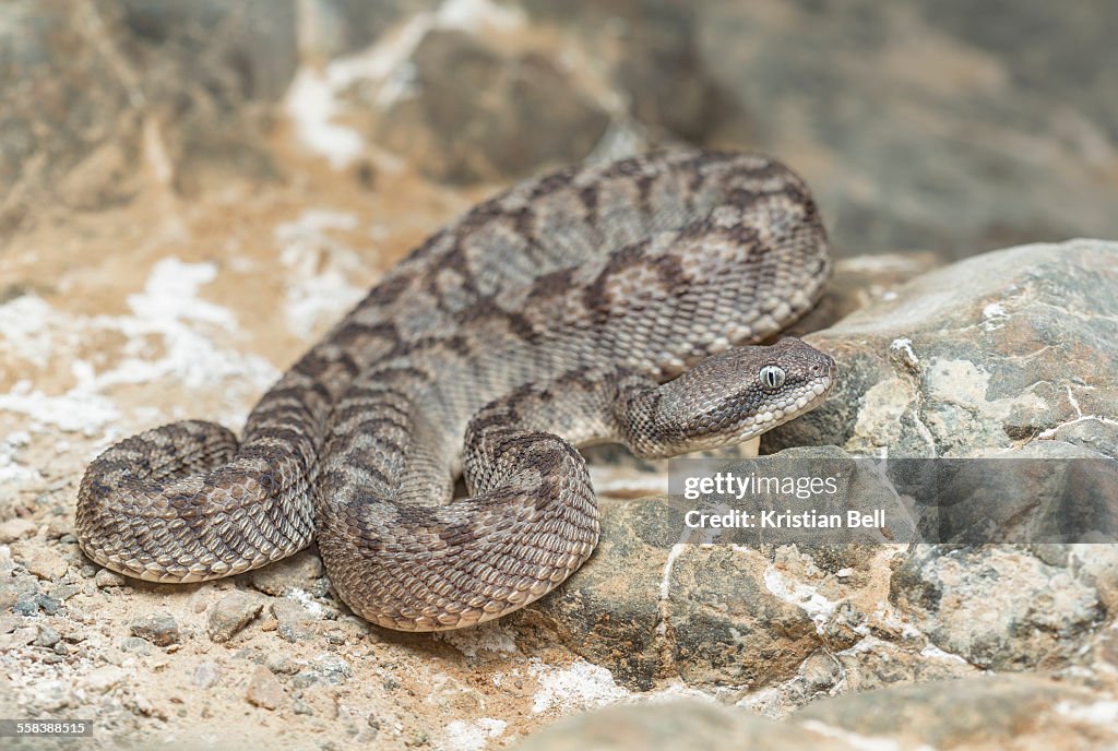 A wild Oman saw-scaled viper (Echis omanensis)